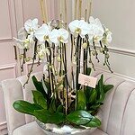 Orquídeas Majestuosas en Cascada