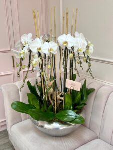 Majestic Cascade Orchids