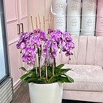 Sinfonía Real de Orquídeas