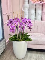 Sinfonía Real de Orquídeas