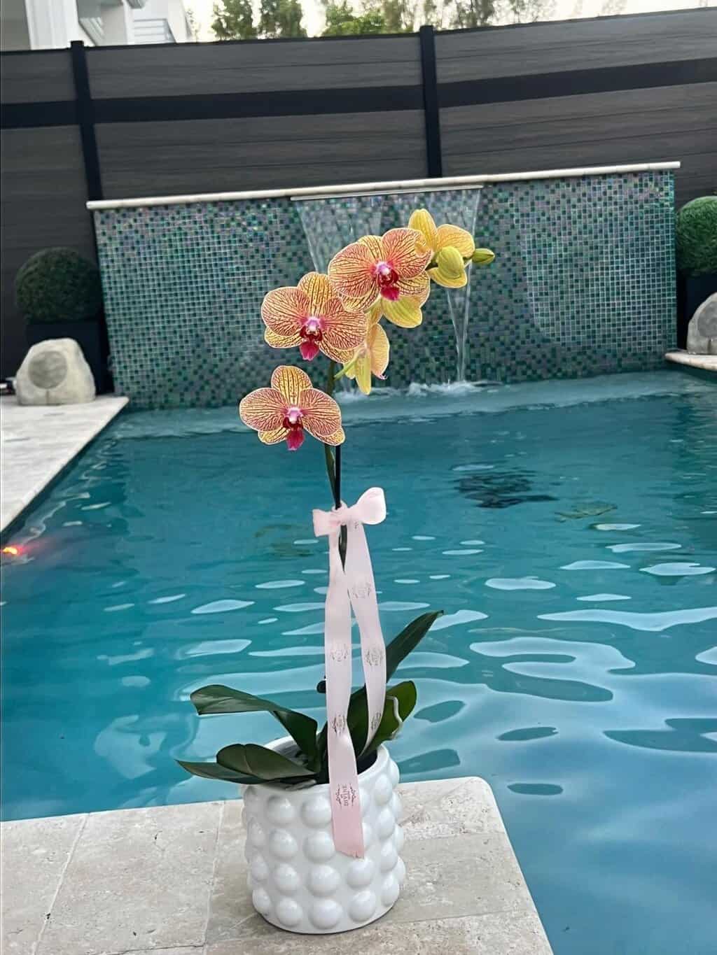 timeless-bloom-orchid-1 Timeless bloom orchid - Image 1