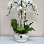 Orquídeas Blancas Serenidad