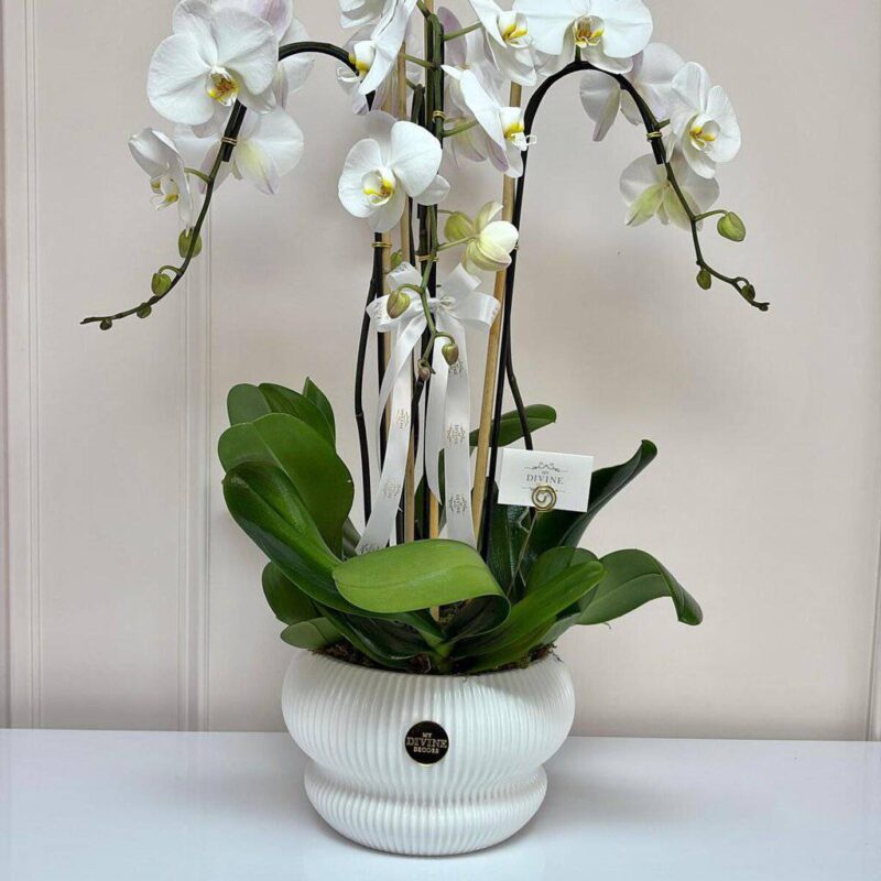 White Serenity Orchids