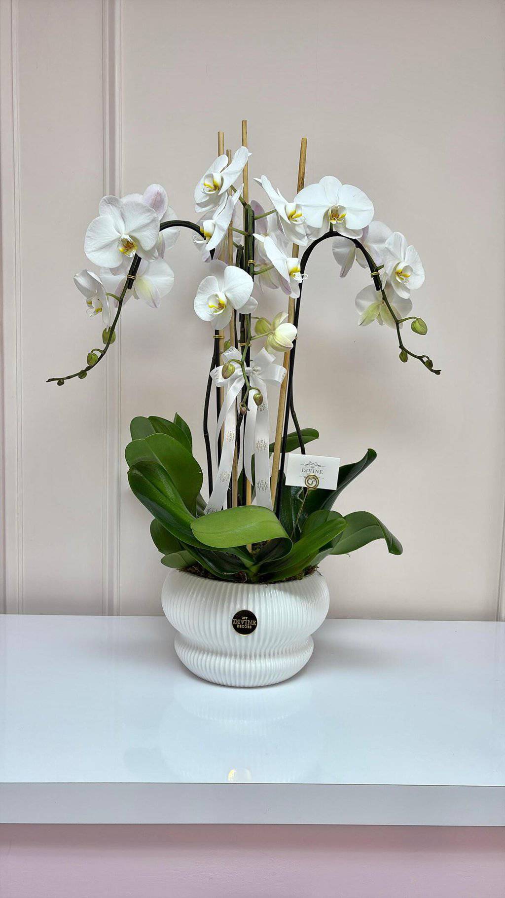 White Serenity Orchids