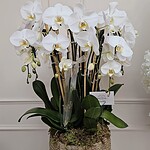 Maceta de Orquídeas Orgánica