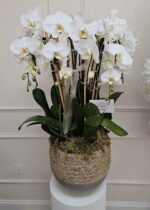 Maceta de Orquídeas Orgánica