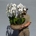 Maceta de Orquídeas Orgánica