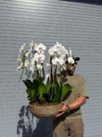 Organic orchid planter