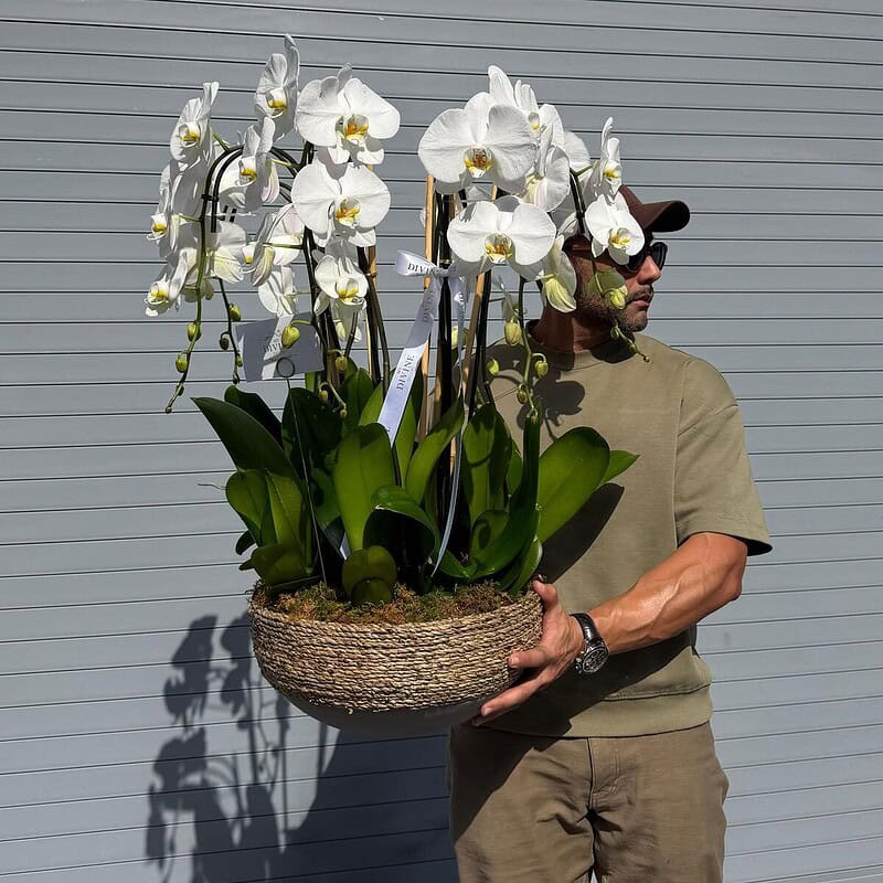 Organic orchid planter
