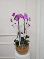 Orquídea Woodland Lujo - Imagen 7