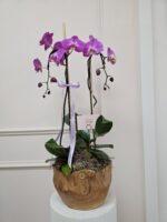 Orquídea Woodland Lujo - Imagen 8