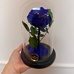 Classic Preserved Rose Dome