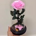 Eternal Pink Preserved Rose Dome