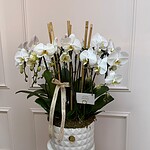 Signature Phalaenopsis Lux arrangement