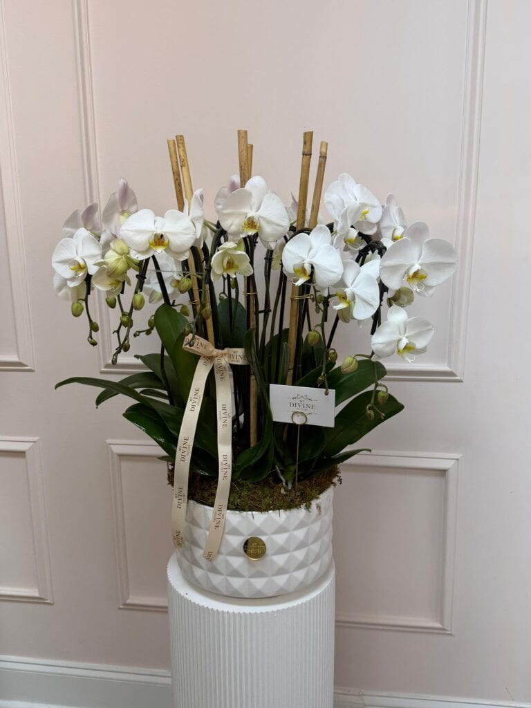 Signature Phalaenopsis Lux