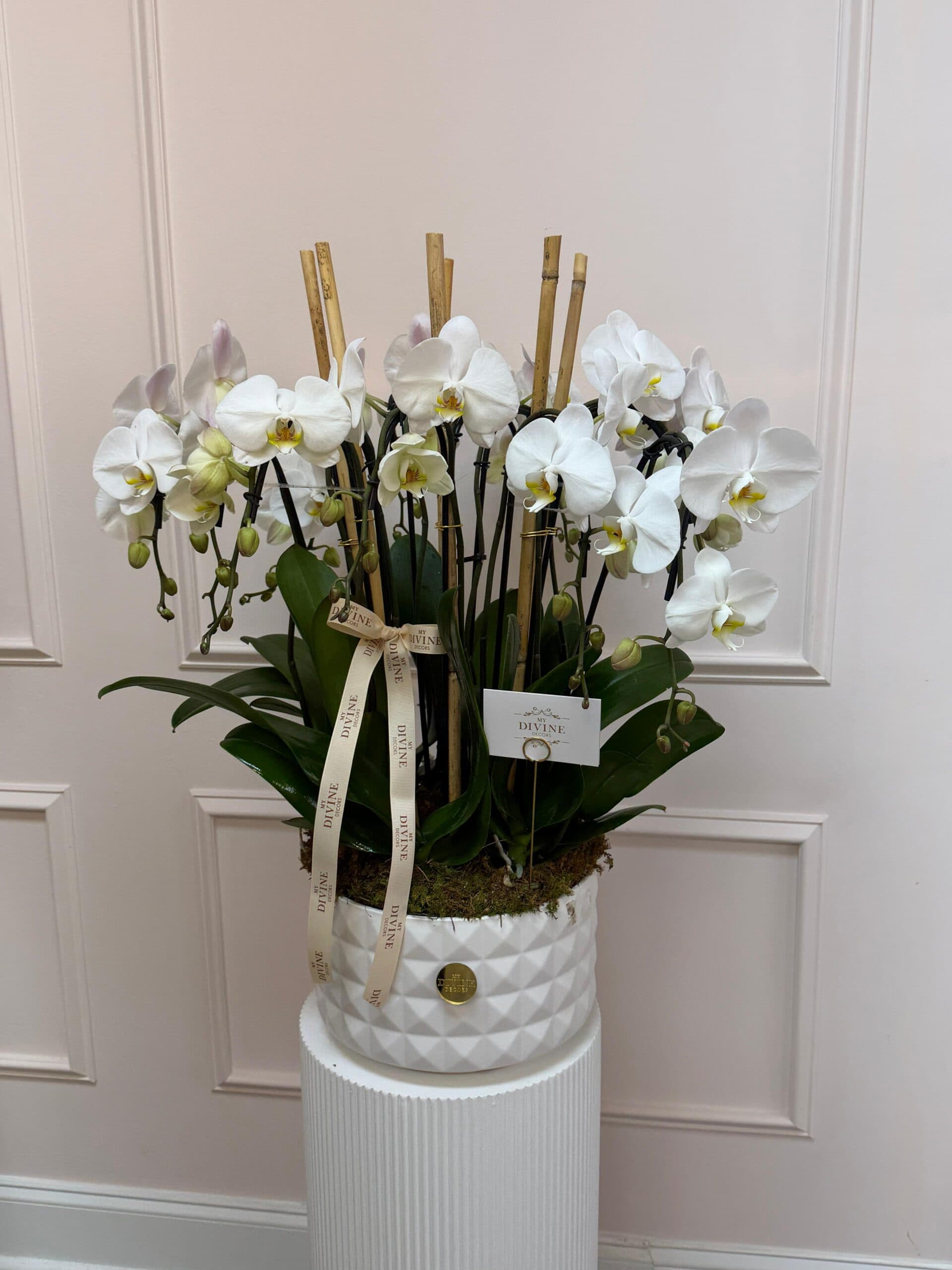 signature-phalaenopsis-lux-arrangement-2 Signature Phalaenopsis Lux arrangement - Image 1