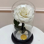 Small Preserved Rose Dome