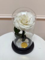 Small Preserved Rose Dome