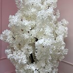 White Silk Cherry Blossom Tree
