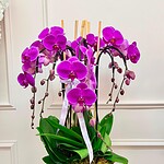 Orchid Couture