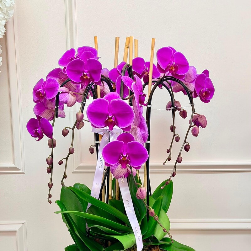Orchid Couture