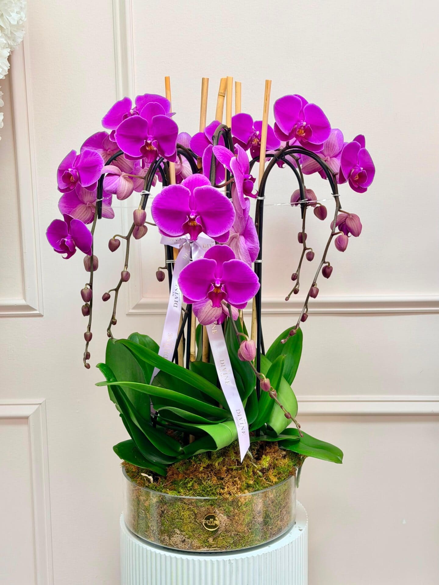 orchid-couture-1 Orchid Couture