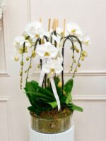 Orchid Couture - Image 4