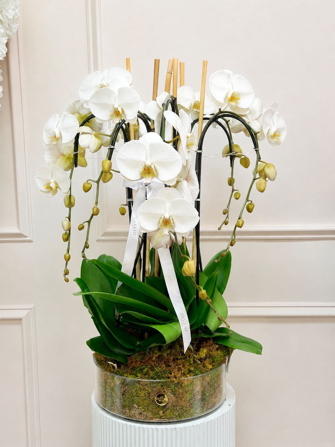 orchid-couture-4 Orchid Couture - Image 4