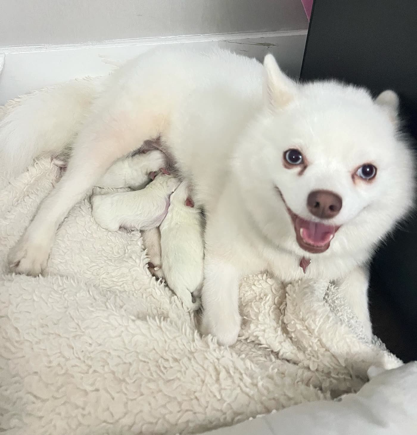 Snow, the family Pomeranian, with her newborn puppies