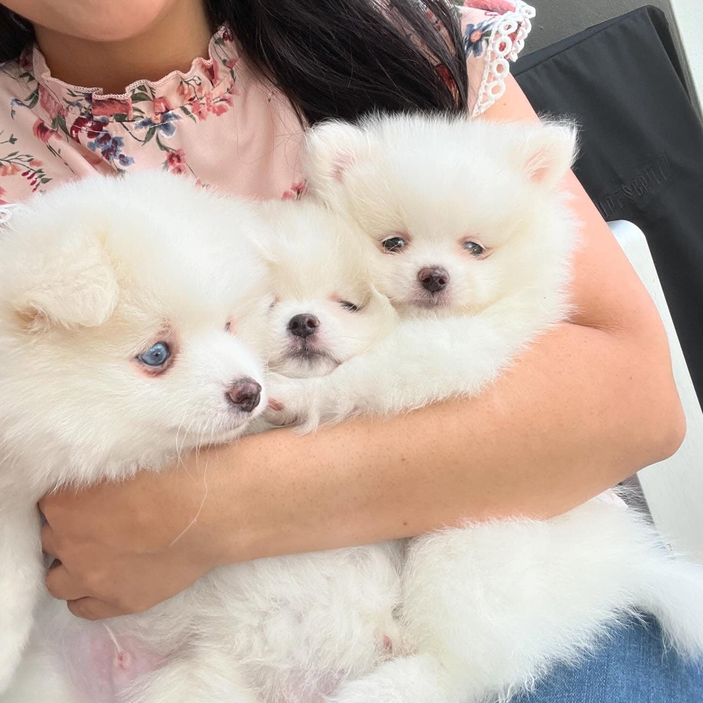 Three white Pomeranian puppies, born to the family dog Snow