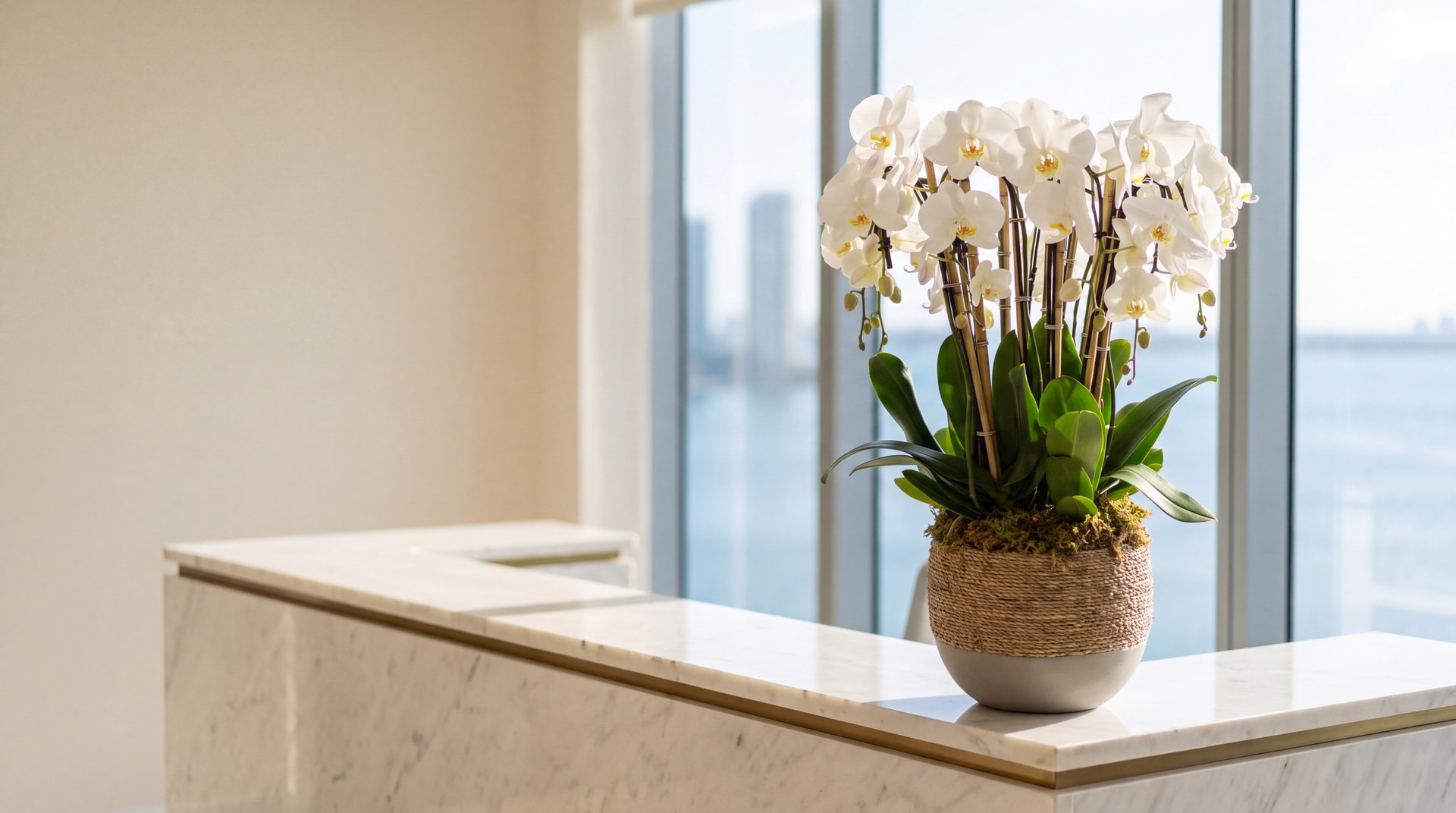 Organic Orchid Planter with seven white phalaenopsis orchids on the marble reception counter of a Brickell office in Miami