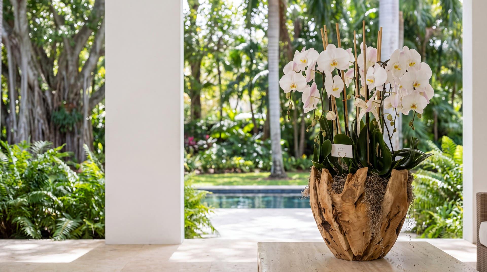 Swan white phalaenopsis orchids in an XL carved wood vase on a travertine veranda table beside a pool and banyan trees in Pinecrest