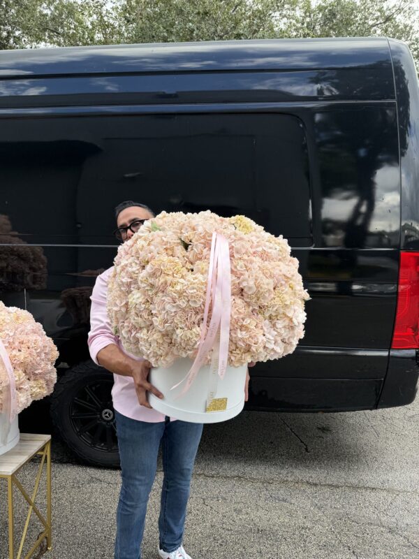 A large white box of blush hydrangeas held in both arms