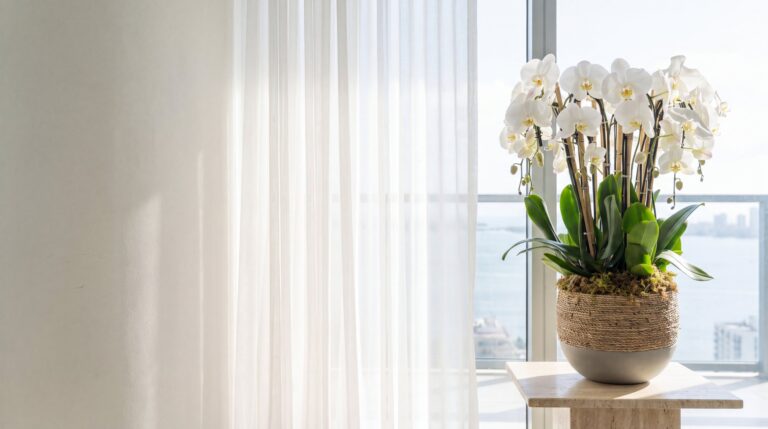 The My Divine Decors organic orchid planter with seven white phalaenopsis on a travertine plinth by an east window with a sheer curtain in a Brickell condo