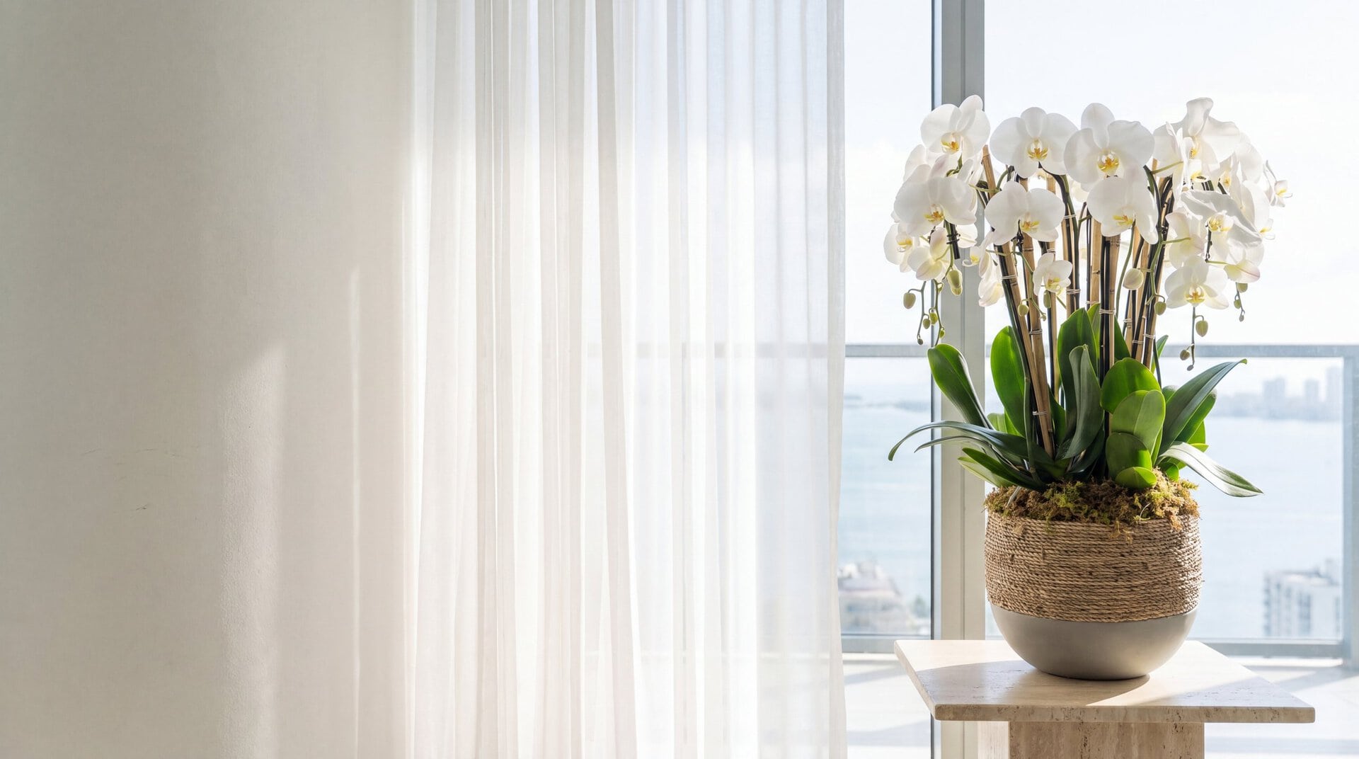The My Divine Decors organic orchid planter with seven white phalaenopsis on a travertine plinth by an east window with a sheer curtain in a Brickell condo