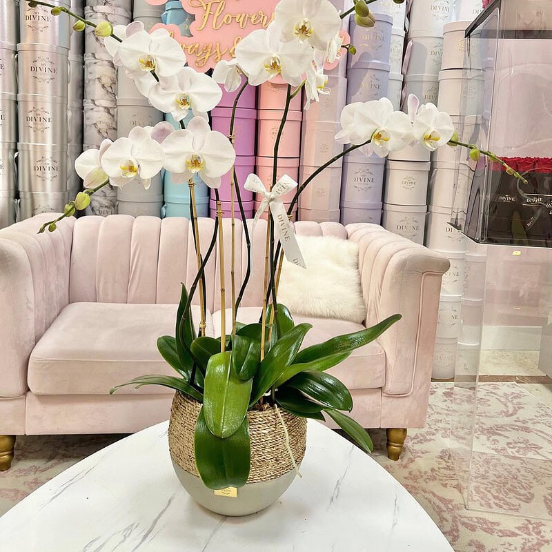 Orchids Lili - Image 2