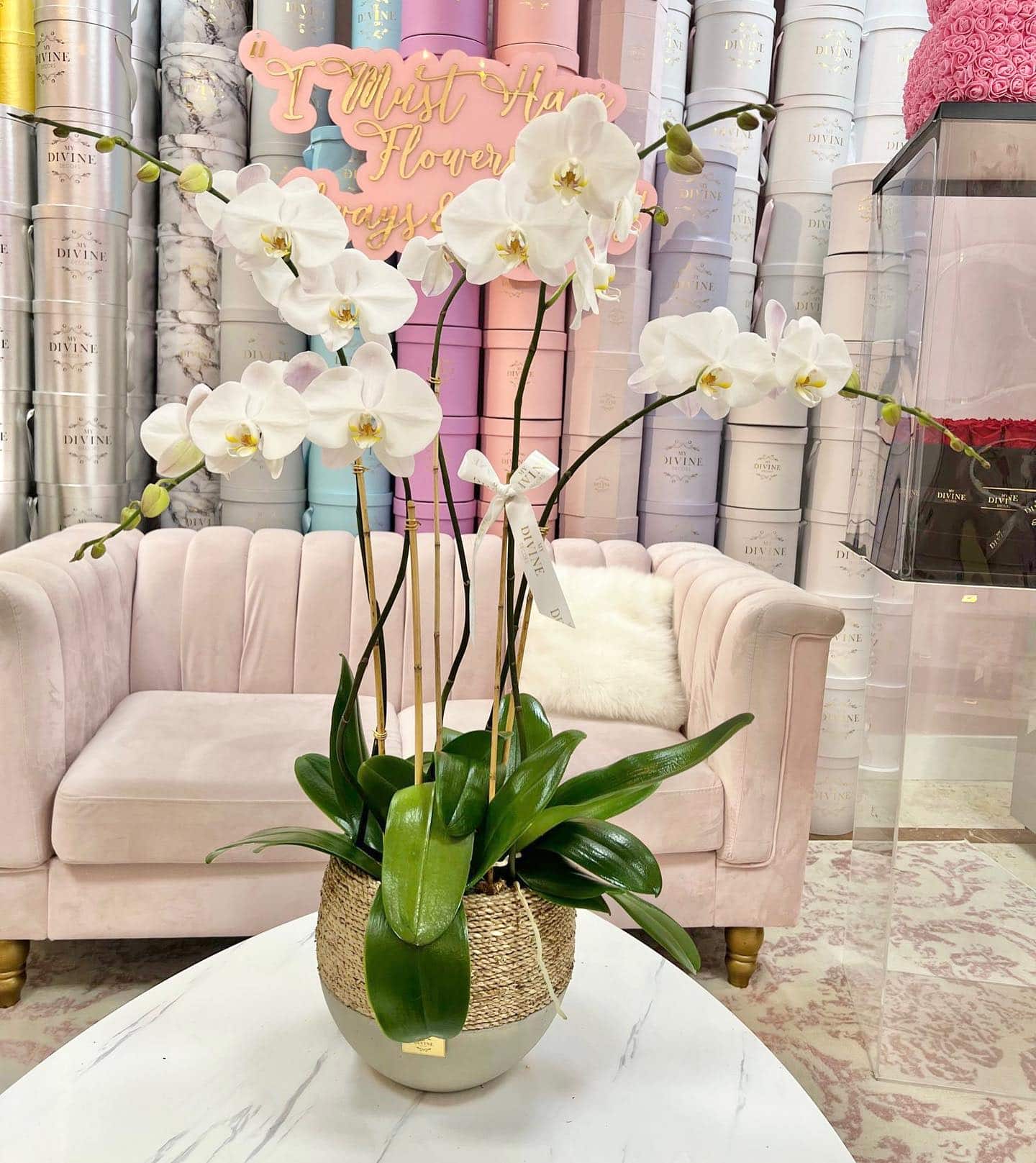 Orchids Lili - Image 2 Orquídeas Lili - Imagen 2