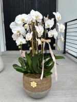 Maceta de Orquídeas Orgánica - Imagen 2