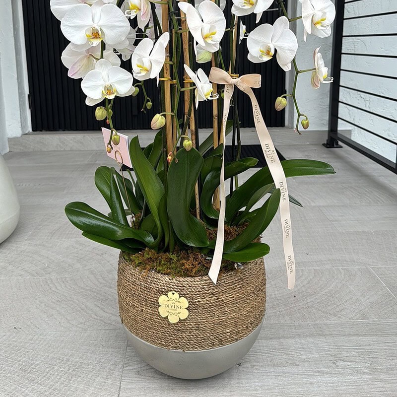 Organic Orchid Planter, 7 White Phalaenopsis Orchids in Woven Bowl - Image 2