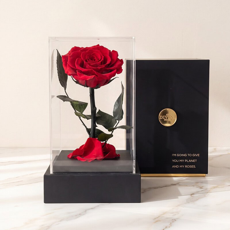 Rosa Preservada Belleza y Bestia en Acrílico
