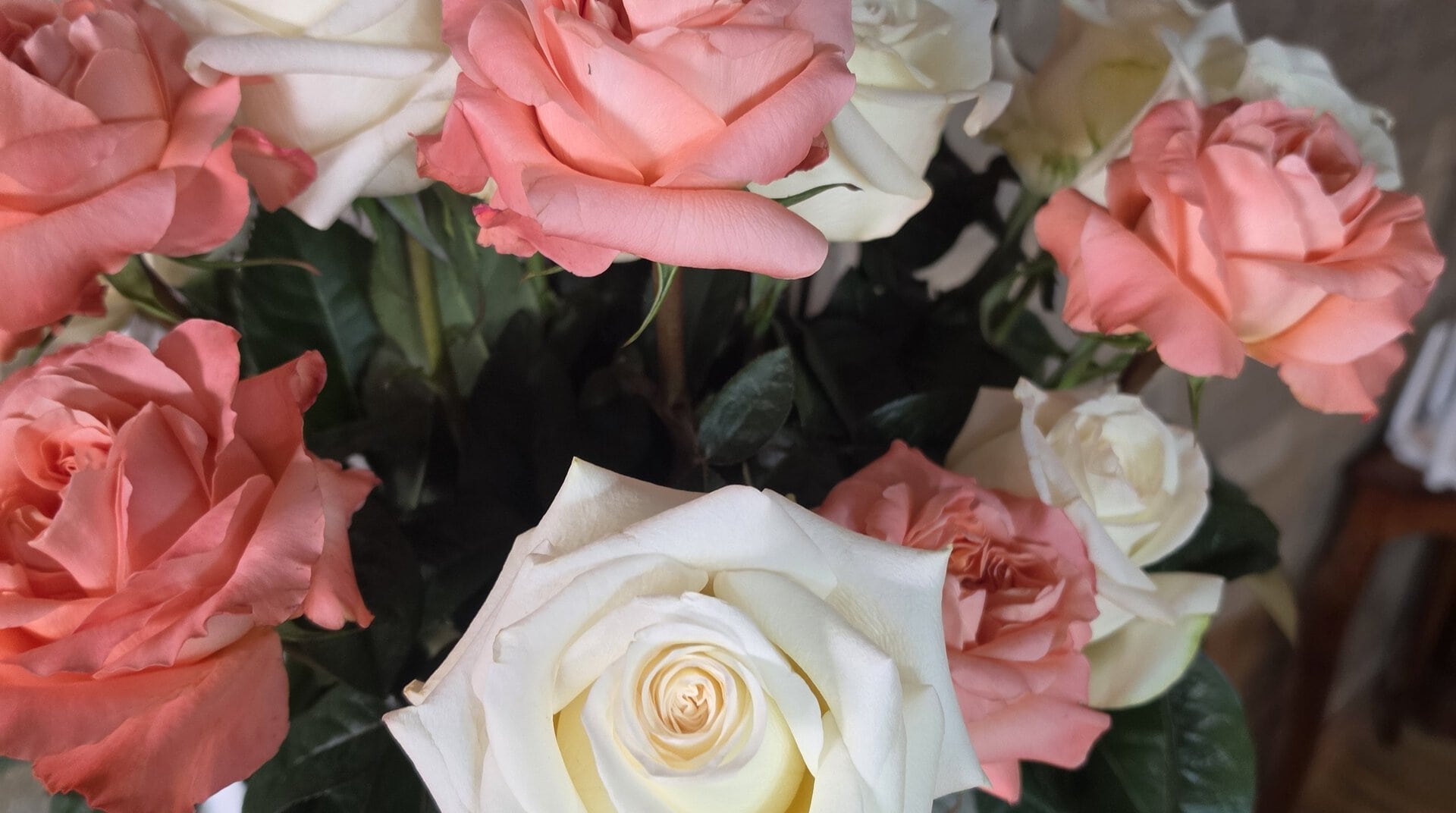Rosas de tallo largo blancas y color durazno de J&M Flowers en Ecuador, fotografiadas en nuestro viaje de compras de octubre de 2026