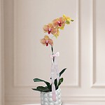 Orquídea Flor Atemporal: phalaenopsis amarilla y rosada en maceta blanca de cerámica