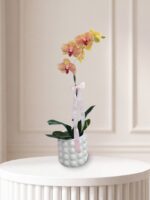 Timeless Bloom Orchid: yellow and pink phalaenopsis in a white ceramic pot