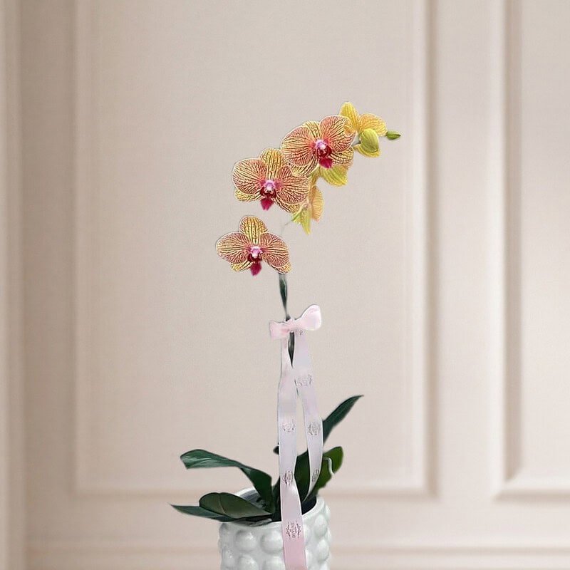 Timeless Bloom Orchid: yellow and pink phalaenopsis in a white ceramic pot